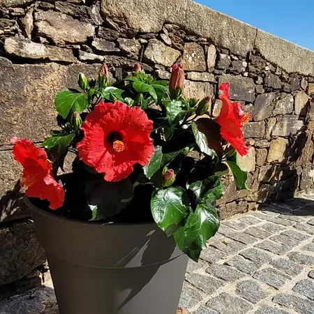 Maison d'hôtes Jardim Oliveiras - Com Vista