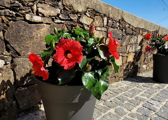 Guest house Jardim Oliveiras - Com Vista